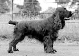 Field Spaniel