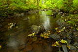 Fallen Leaves