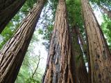 California Redwoods