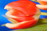 tulips1.jpg