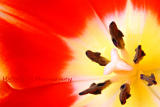 tulips6.jpg