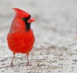 Northern Cardinal <i>Cardinalis Cardinalis</i>