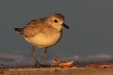 Black-Bellied Plover <i>Pluvialis Squatarola</i>