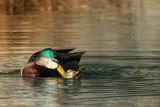 Mallard <i>Anas Platyrhynchos</i>