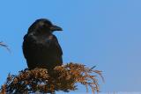 American Crow <i>Corvus Brachyrhyncho</i>