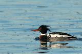 Red-Breasted Merganser <i>Mergus Serrator</i>