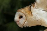 Barn Owl <i>Tyto Alba</i>
