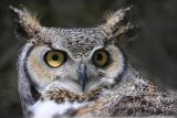 Great Horned Owl Bubo Virginianus