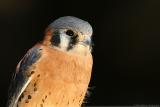 American Kestrel <i>Falco Sparverius</i>