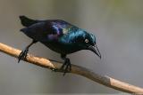 Common Grackle <i>Quiscalus Quiscula</i>