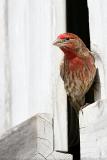 House Finch <i>Carpodacus Mexicanus</i>