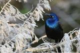 Common Grackle <i>Quiscalus Quiscula<i>