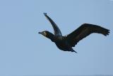 Double-Crested Cormorant <i>Phalacrocorax Auritus</i>