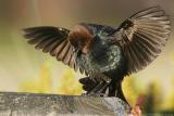 Brown-Headed Cowbird Molothrus Ater