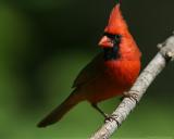 Northern Cardinal <i>Cardinalis Cardinalis</i>