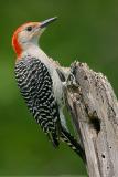 Red Bellied Woodpecker <i>Melanerpes Carolinus</i>