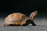 Box Turtle <i>Terrapene Carolina Carolina</i>