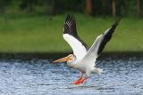 American White Pelican <i>Pelecanus Erythrorhynchos</i>