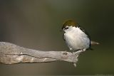 Violet-Green Swallow <i>Tachycineta Thalassina</i>
