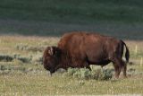 American Bison <i>Bison Bison</i>