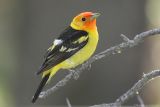 Western Tanager <i>Piranga Ludoviciana</i>