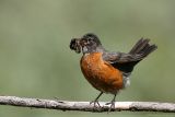 American Robin <i>Turdus Migratorius</i>