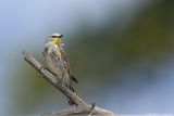 Yellow-Rumped Warbler <i>Dendroica Coronata</i>
