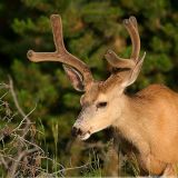 Mule Deer <i>Odocoileus Hemionus</i>