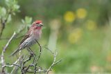 Cassins Finch <i>Carpodacus Cassinii</i>