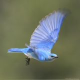 Mountain Bluebird <i>Sialia Currucoides</i>