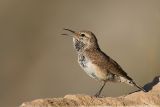 Rock Wren <i>Salpinctes Obsoletus</i>