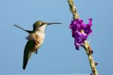 Ruby Throated Hummingbird <i>Archilochus Colubris</i>