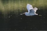 Snowy Egret <i>Egretta Thula</i>