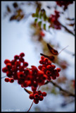 Bunched Berries