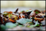 Leaf Pile
