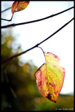 Autumn Light