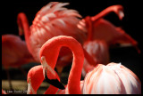 Caribbean Flamingoes