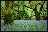 Bluebells, Meldon II