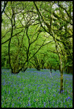 Bluebells, Meldon III