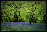 Bluebells, Meldon I