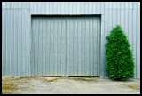 Door and Tree