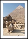 Camel squatting