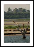 Waterlogged Tree