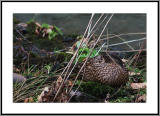 Duck hiding