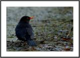 Blackbird