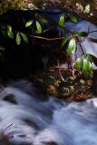 Frozen Tree in stream