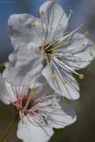 Blossom