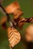 Golden Brown