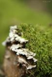 Moss End