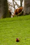 Its MY field, now go away!!!!